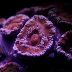 Slægt: Pocillopora

Koralpolypper har løsrevet sig fra deres skelet som reaktion på stress og snurrer hvileløst rundt i vandet.
Rotationen er deres natur og standser først, hvis polyppen finder en ny mulighed for at slå sig ned.

Afspilningshastighed: Realtid.