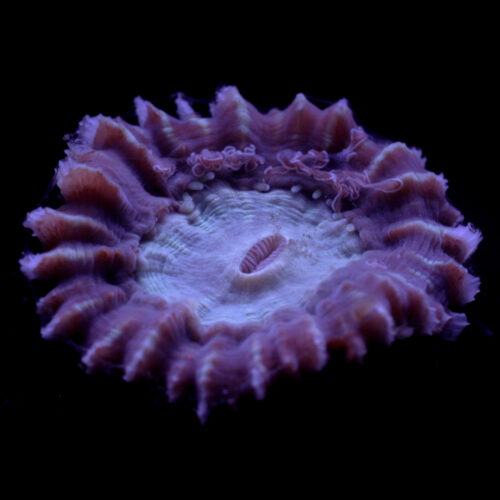 10T_Caulestrea_Coral_Species-square 10T_Caulestrea_Coral_Species-square