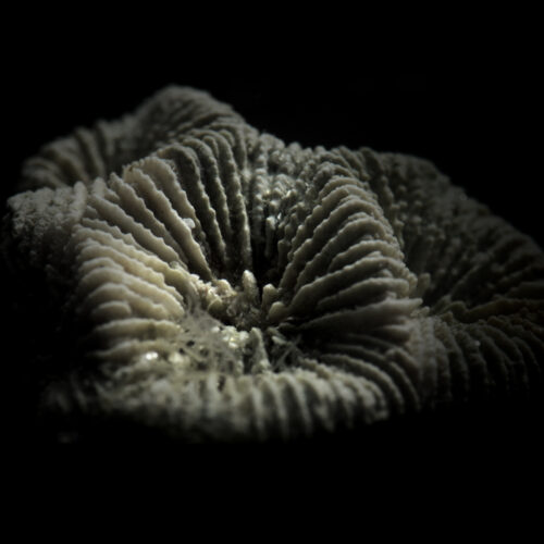 12T_Favites_Coral_Species-square 12T_Favites_Coral_Species-square