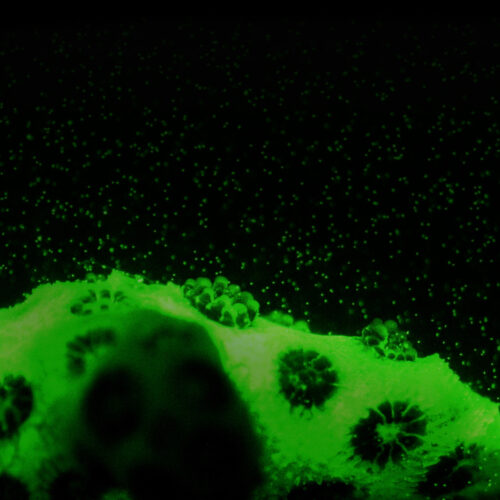 13T_Coral_Species-square 13T_Coral_Species-square