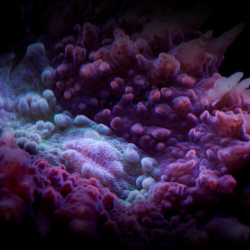 1T_Lobophyllia-hungry_Coral_Species-square 1T_Lobophyllia-hungry_Coral_Species-square