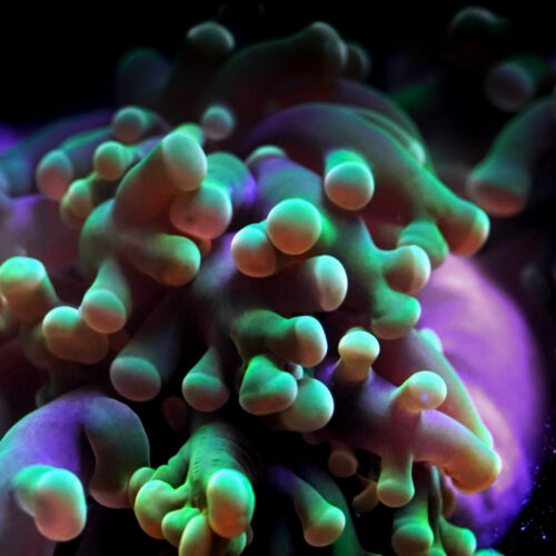 2T_Euphyllia_Coral_Species-square 2T_Euphyllia_Coral_Species-square
