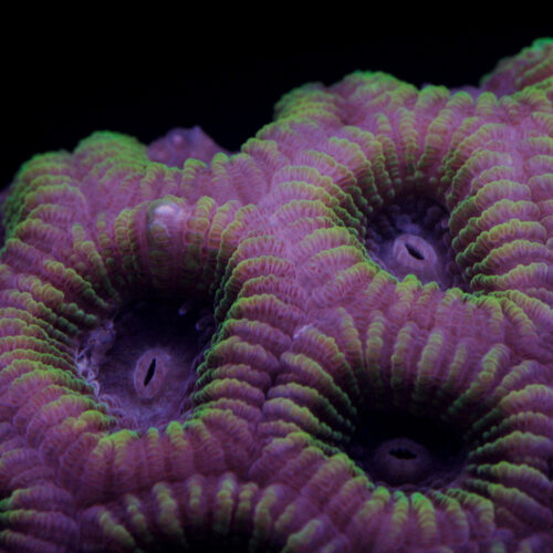 3T_Dipsastraea_Coral_Species-square 3T_Dipsastraea_Coral_Species-square