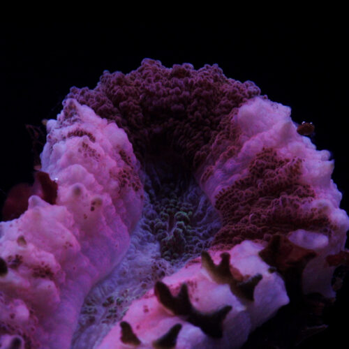 5T_Lobophyllia_Coral_Species-square 5T_Lobophyllia_Coral_Species-square