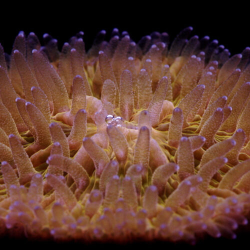 6T_Fungia_Coral_Species-square 6T_Fungia_Coral_Species-square