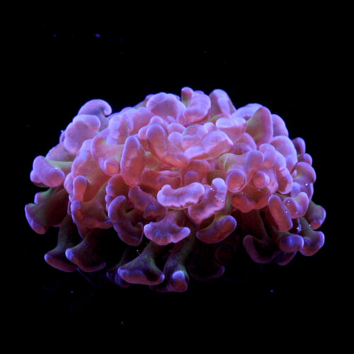 7T_Euphyllia pink_Coral_Species-square 7T_Euphyllia pink_Coral_Species-square
