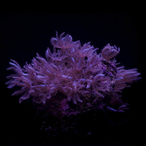 8T_Xenia_Coral_Species-square 8T_Xenia_Coral_Species-square