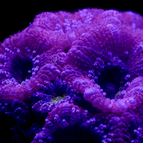 9T_Acanthestrea_Coral_Species-square 9T_Acanthestrea_Coral_Species-square